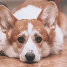 Corgi Dad’s Parody of Bathing a ‘Dramatic’ Dog Is So Funny and Spot-on