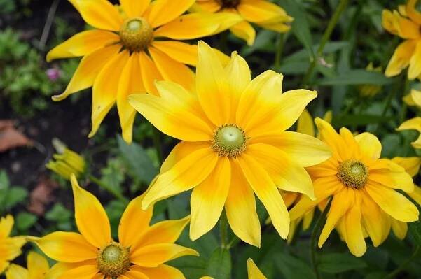 Rudbeckia. Všechny články o rostlině. Popis, pěstování a péče.