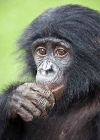 Rezervace Lola ya Bonobo v Kongu / Afrika | Užitečné tipy a zajímavé informace o jakémkoli tématu.