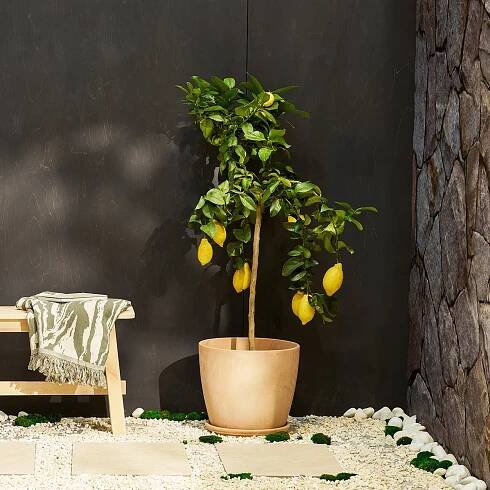 Lemon Tree | Citrus Limon | Outdoor Plant Delivered | Patch