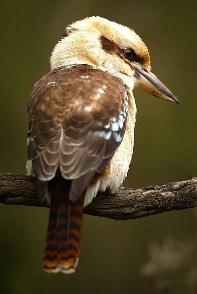Tasmania Birding Tour | Australia