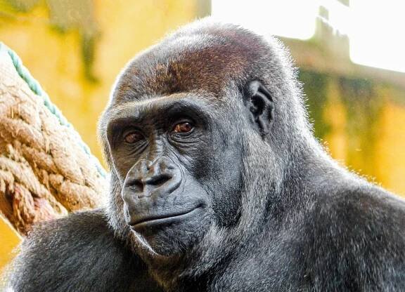 Pavilon goril Rezervace Dja v pražské zoo přiblíží přírodu a život v Kamerunu - Ekolist.cz