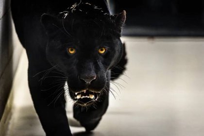 Zlínská zoo se pyšní novým jaguárem. Samec se jmenuje Akabo