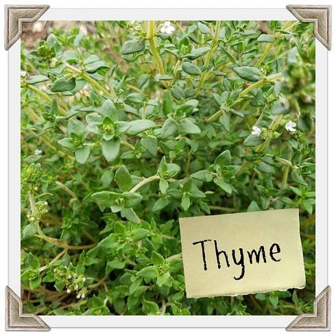 Herb Series: Thyme
