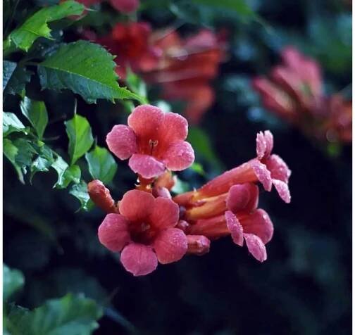 křivouš kořenující ´Flamenco´ lat. campsis radicans syn. trubač popínavý
