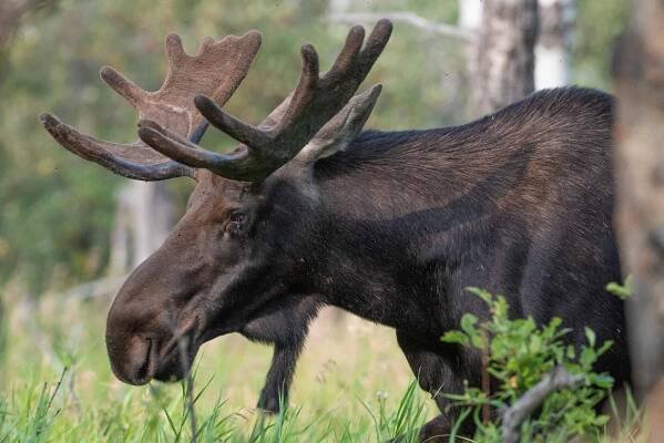 Wildlife encounters in the backcountry