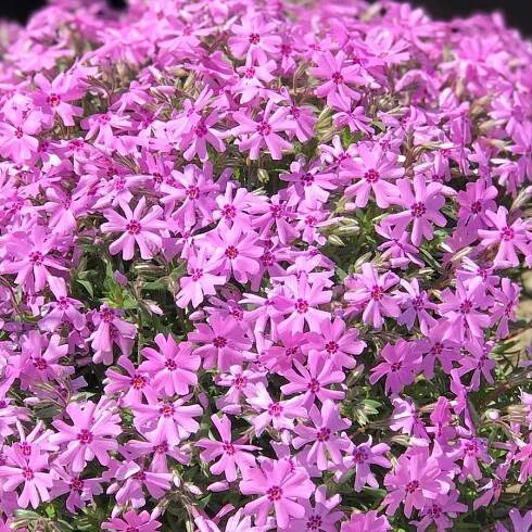 Phlox subulata Fort Hill