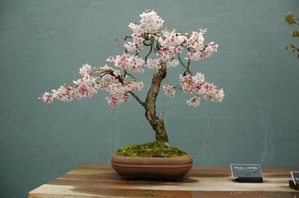 sakura bonsaje