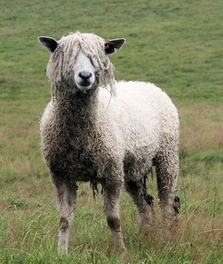 Leicester Longwool