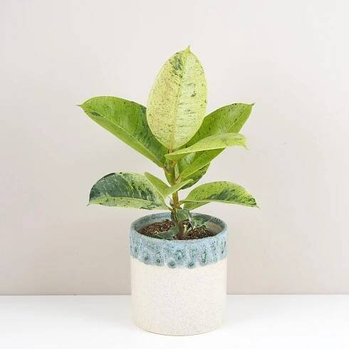 Ficus elastica ‘Shivereana’