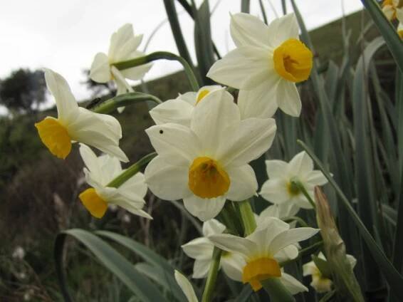 Narcissus tazetta