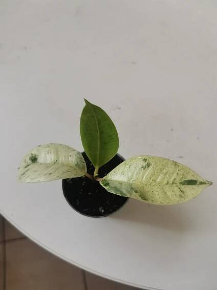 Ficus Shivereana baby