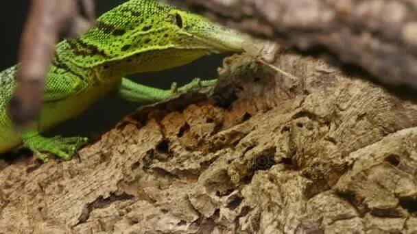 Varanus Prasinus Reptile lov — Stock záběr