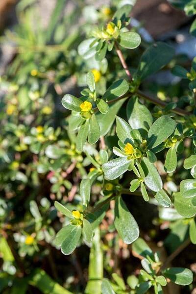 A vertical picture of a Portulaca oleracea plant growing in the garden with light green leaves and yellow flowers, in bright sunshine on a soft focus background.