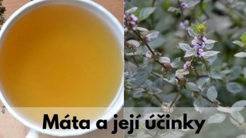 Máta peprná účinky (mátový čaj účinky) - Zdraví z přírody