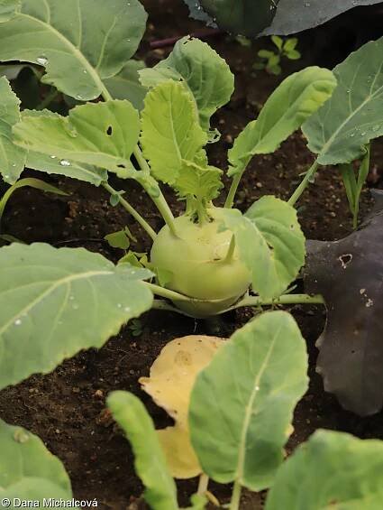 Brassica oleracea – brukev zelná