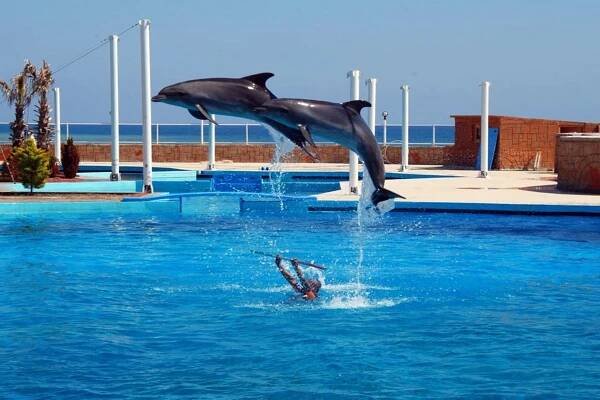 Alanya Swimming with Dolphins