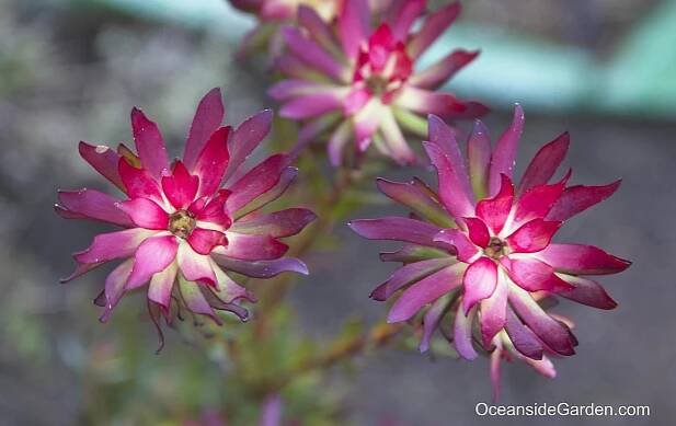 Leucadendron salignum 'Winter Red'