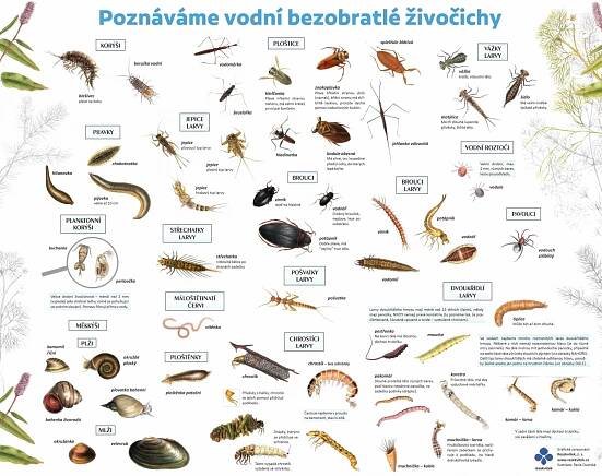 Naučná tabule vodních bezobratlých | Rezekvítek