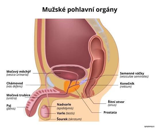 mužské pohlavné orgány