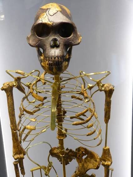Australopithecus afarensis