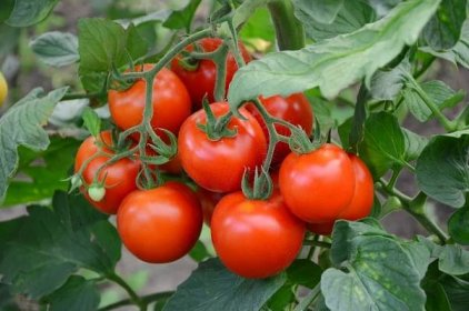 I zelená rajčata mohou po sklizni dozrát. Stačí jim dopřát vhodné podmínky – Pěstujme.cz – tipy nejen pro zahradu