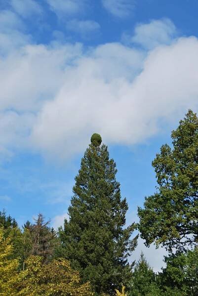 Diskusní fórum: pinus palustris 1