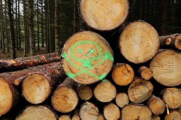 Z cenného dřeva je nechtěná vycpávka do kontejnerů. Zjistí policie zločin v lese?