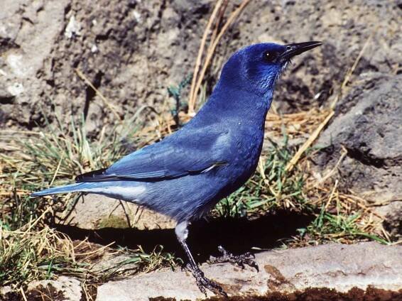 New Mexico’s Beloved Pinyon Jay Is Losing Its Pine Habitat