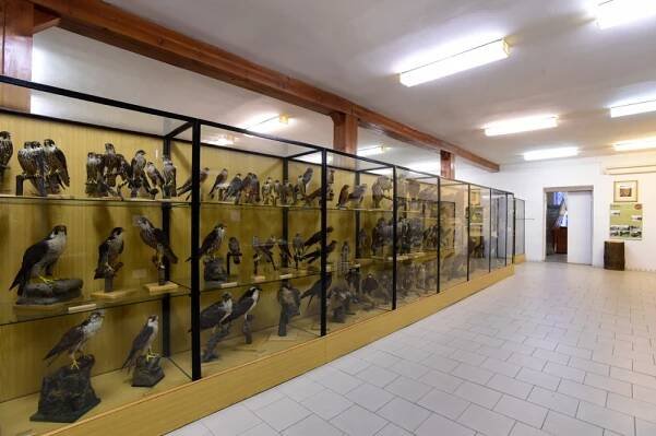 Ornitologická stanice v Přerově má nové zázemí. Unikátní expozice Ptáci Česka bude otevřena v září