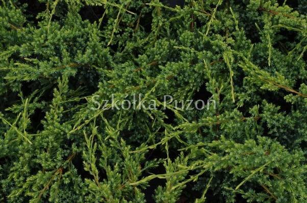 Jalovec (JUNIPERUS) Různé odrůdy | Trombone Tree Nursery Trombone Nursery 
