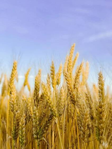 bezplatná Základová fotografie zdarma na téma agronomie, cereální, čisté nebe Základová fotografie