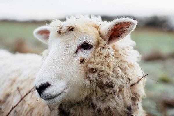Farmer Focus – Andrew Jackson
