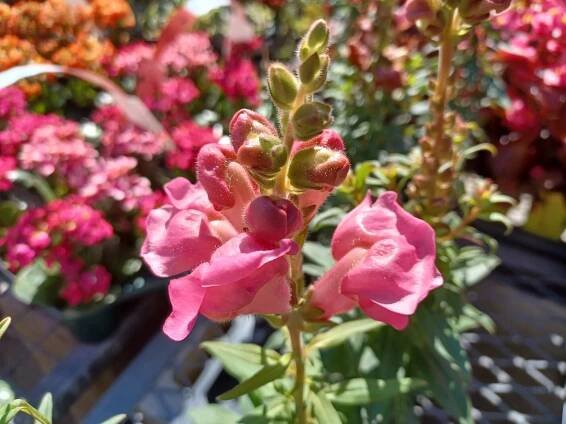 Snapdragon – Fordhook Tall Flowers