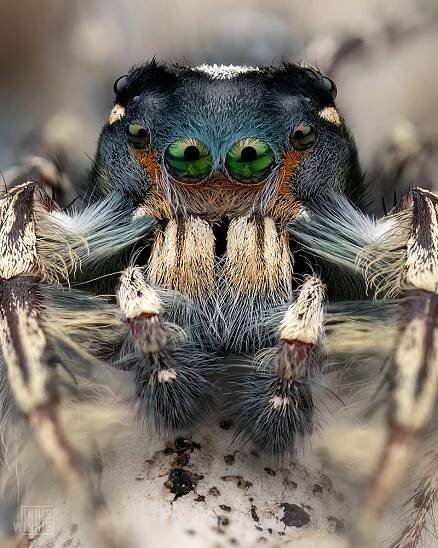 Putnam’s Jumping Spider (Phidippus putnami)