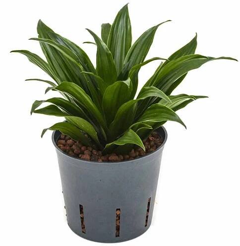 Dracaena compacta