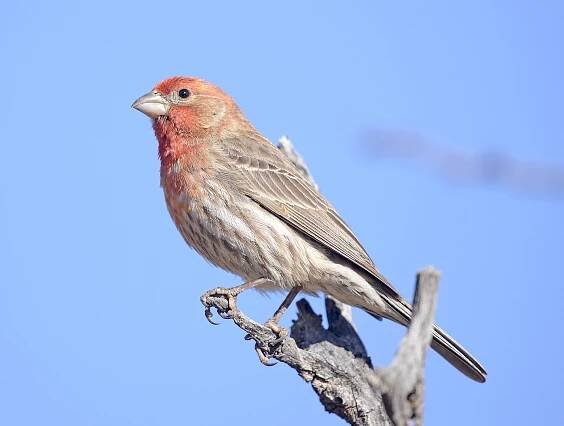 Birds - The Daily Garden