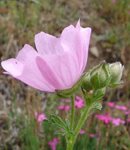 Obrázek - Malva alcea (sléz velkokvětý) | BioLib.cz