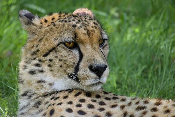 Leopardí & jaguar