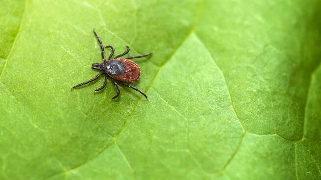 What Is Lyme Disease, and How Serious Is It?
