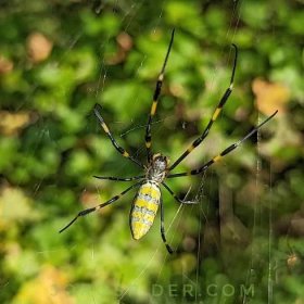 Spider Factoids - Joro Spider Information