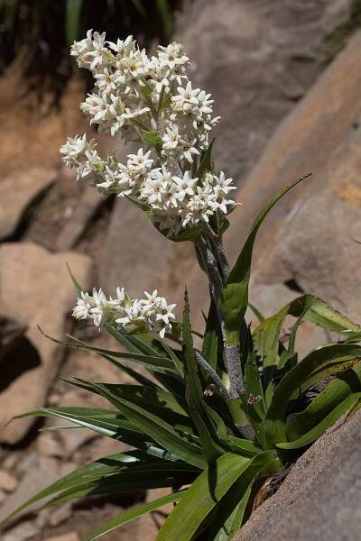 Tasmania's Flora - Garth Smith Photography