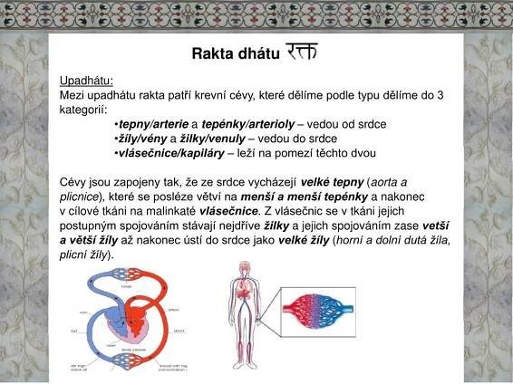 PPT - Anatomie tkání lidského těla- dhátu PowerPoint Presentation - ID:2053468