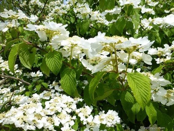 Kalina řasnatá Mariesii (Viburnum plicatum)
