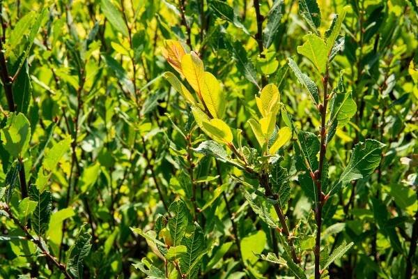 Vrba ušatá - Salix aurita