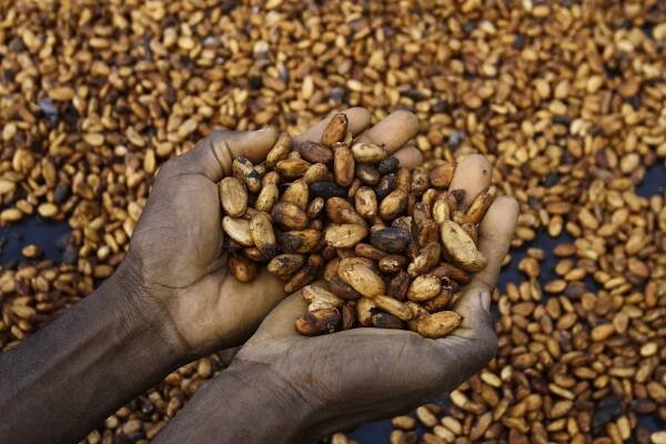 Sylvain N'goran, who has been a cocoa farmer for the past 17 years, holds cocoa beans in his hands in the village of Bocanda, north of Abidjan, Ivory Coast, Oct. 24, 2022. 
