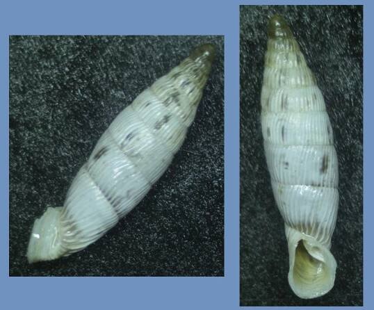 Obrázek - Albinaria amalthea | BioLib.cz