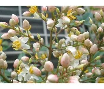 Nandina domácí Obsessed 'Seika' Balení: kontejner C20
