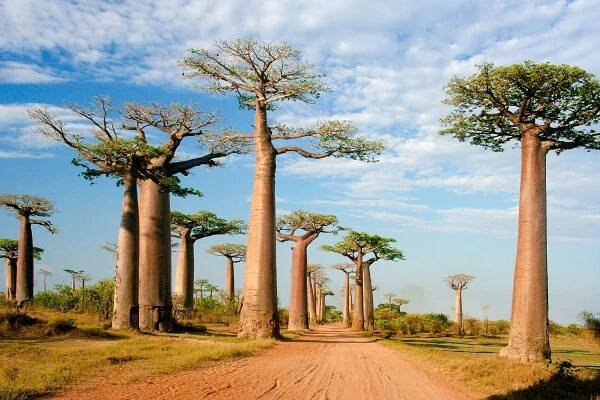 Learn All About the Geography of Madagascar