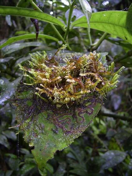 Epiphyll – Wikipedia